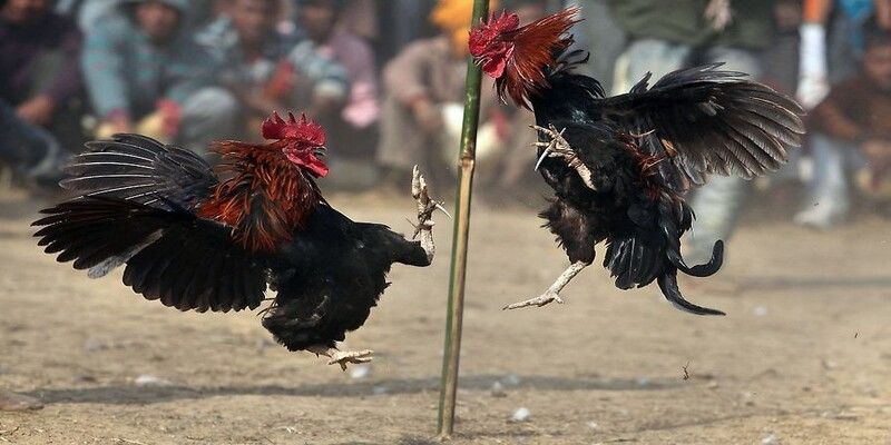 Đá gà Thomo được người chơi đánh giá cao khi tham gia chơi cược