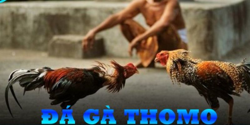 Một vài lý do anh em nên tham gia chơi đá gà Thomo